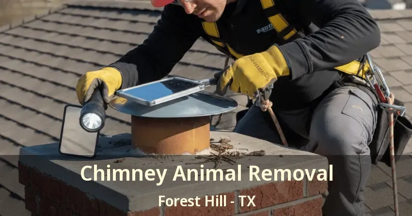 Chimney Animal Removal Forest Hill - TX