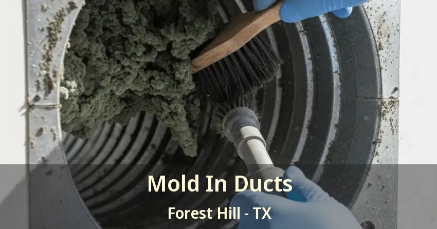 Mold In Ducts Forest Hill - TX Mold In Ducts Forest Hill - TX